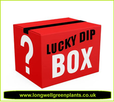 MORNING GLORY 'LUCKY DIP' | x6