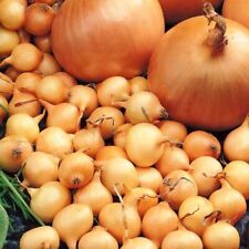 Onion Sets -STUTTGART GIANT -