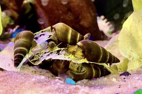 Live freshwater aquarium - live,
