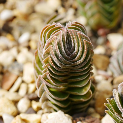 Crassula buddha temple 3cm - crassula,