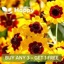 COREOPSIS GOLDEN CROWN 800