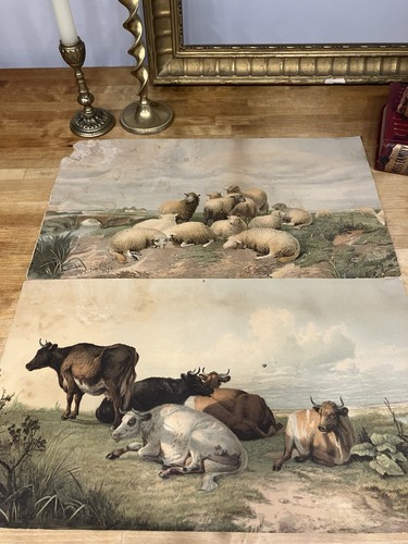 Very old lithograph cows - very,