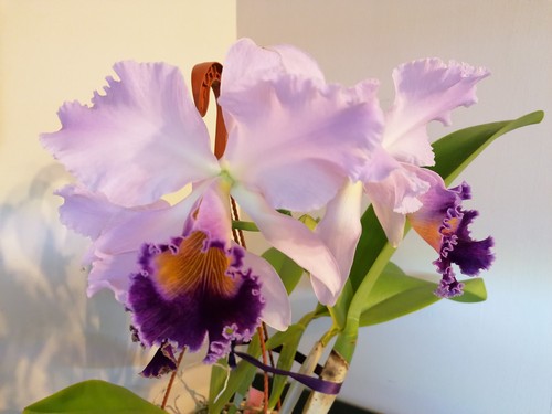 Cattleya dinard blue - lc., “blue