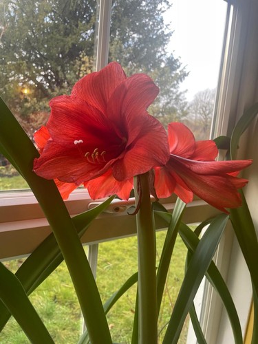 Amarylis seeds beautiful - amarylis,