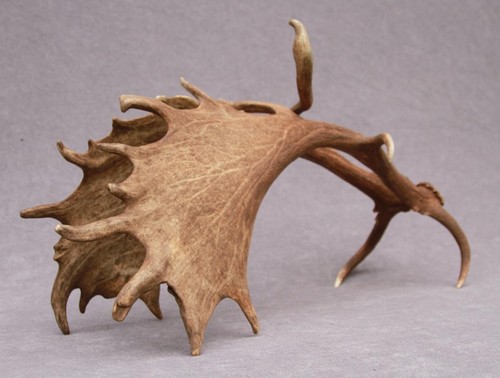 Naturally shed set - set, of