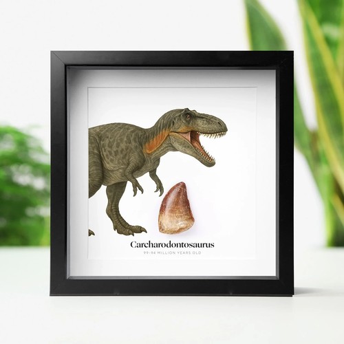 Carcharodontosaurus tooth - carcharodontosaurus, &