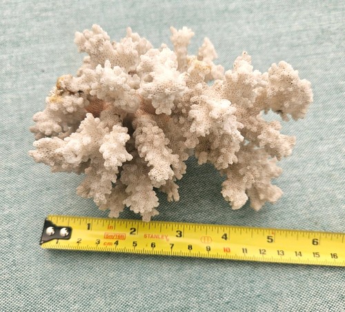 Natural white coral tree piece - natural,