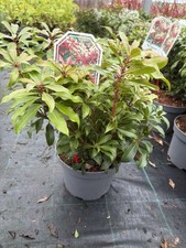 Pieris Japonica Mountain Fire