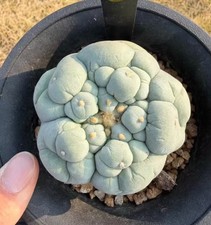 6.5cm  Caci WYSIWYG Boutique