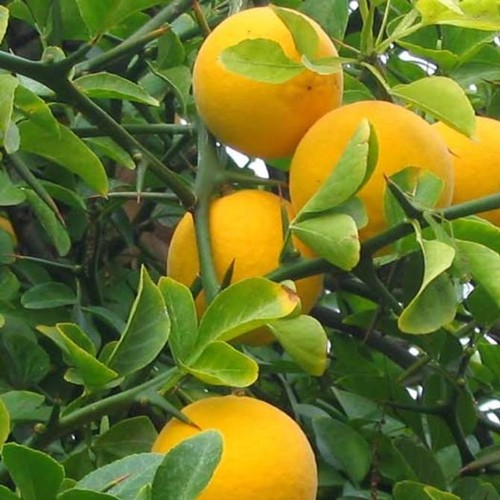 Trifoliate orange plant in - trifoliate,