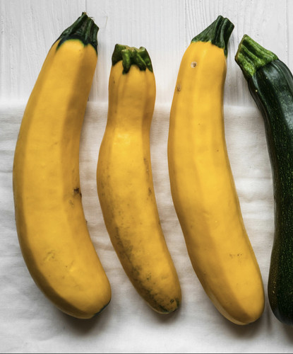 Yellow courgette plug plants - plug,