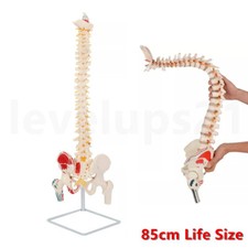 33in Life Size Flexible Spine