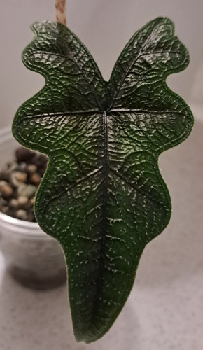 Alocasia jacklyn indoor - jacklyn,