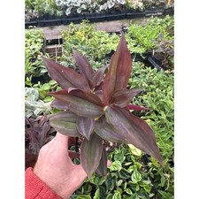 Tradescantia zebrina ‘dark