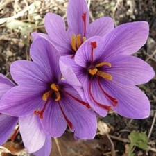 20 Crocus Sativus Bulbs-Saffron Spice Early Spring Flowering Hardy Perennial
