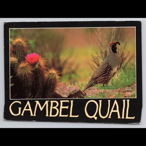 Vintage phoenix arizona gambel - arizona,
