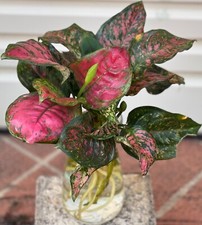 RARE AGLAONEMA LUCKY RED/LADY