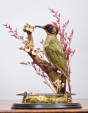 Victorian Taxidermy Green Woodpecker & Butterflies In Glass Dome