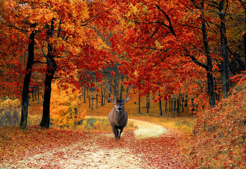 Autumn woodland forest - woodland, stag