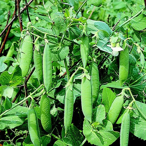Garden pea seeds - garden,