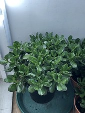 A Pair Of Large Money Plant