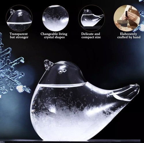 Bird robin storm glass - bird,