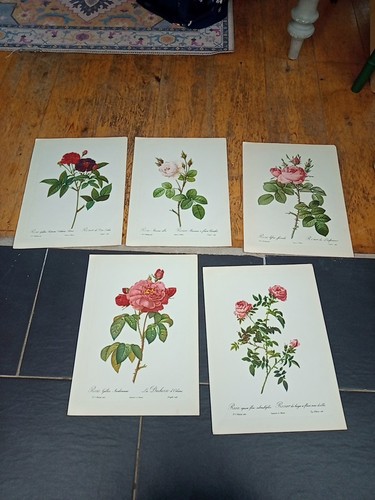 Pierre joseph redoute rare - pierre-joseph, x