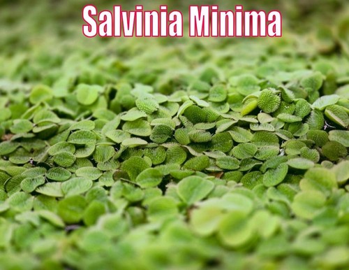 Salvinia minima live - minima,