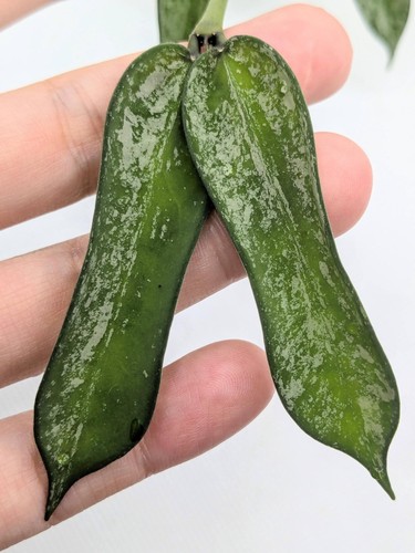 Hoya pandurata splash - hoya, splash,