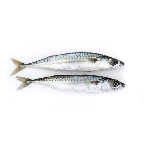 Sea fish bait great - bait,, size
