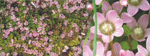 Anagellis tenella marginal - anagellis,