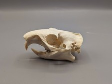 Groundhog Skull, Bones, Animal Skull, Gift, Gothic, Home Decor, Oddities, Curio
