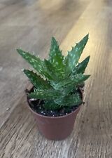 Aloe Juvenna ‘Tiger Tooth’ | Succulent Cactus | Rare | 6cm Pot Rooted
