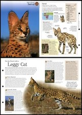 Serval #226 Mammals -