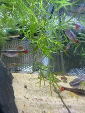 Guppy Grass/Weed (20G)