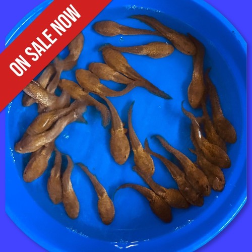 100 lot live - 100,