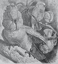 c1895 Antique Print ROSE