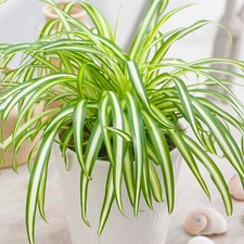 Chlorophytum Variegatum - Spider Plant | Indoor Plant Gift (20-30cm Incl. Pot)