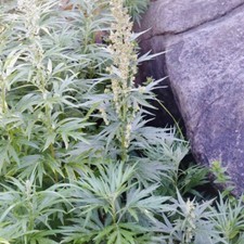 Wild artemisia tilesii /