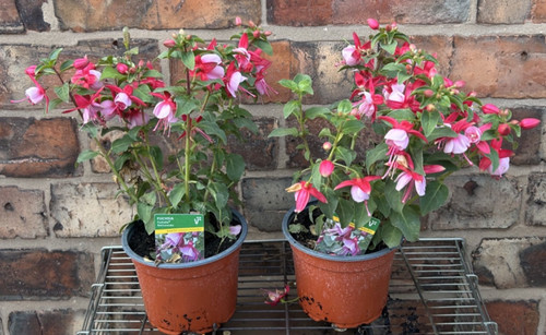 Masses beautiful flowers - of,