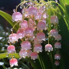 50pcs CONVALLARIA - LILY OF