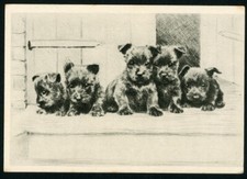 SCOTTISH TERRIER PUPPIES 1925 OVERSEAS ISSUE ETCHINGS DOGS LRG CIGARETTECARD #20