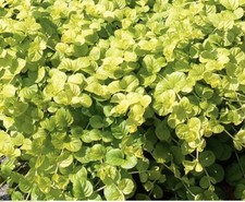 3 x Lysimachia nummularia