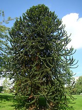 Hardy exotic conifer tree - exotic,