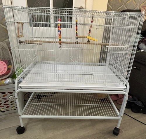 Large budgie bird - bird, cage