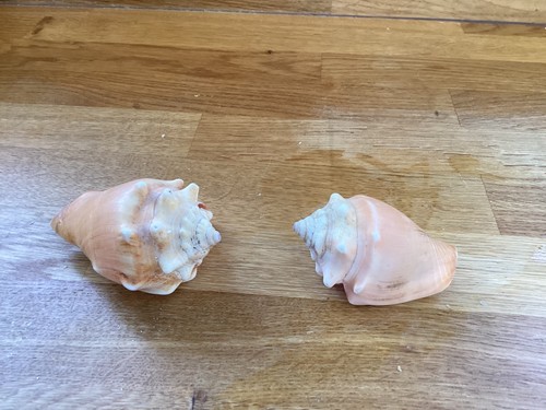 Two small conch shells - two,