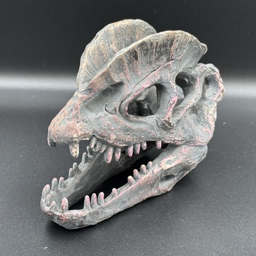 Dilophosaurus skull 16cm - dilophosaurus,
