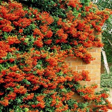 Orange Firethorn Hedging