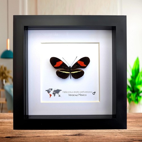 Red postman butterfly - red,