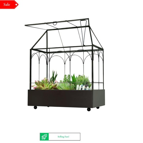 Large tall glass succulent - large,